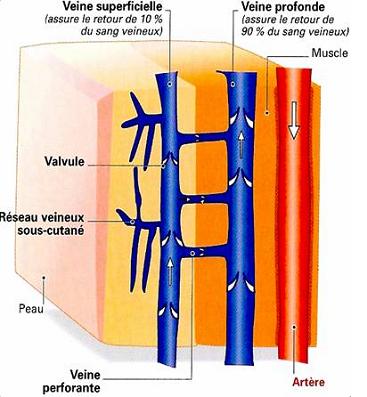 syst�me veineux